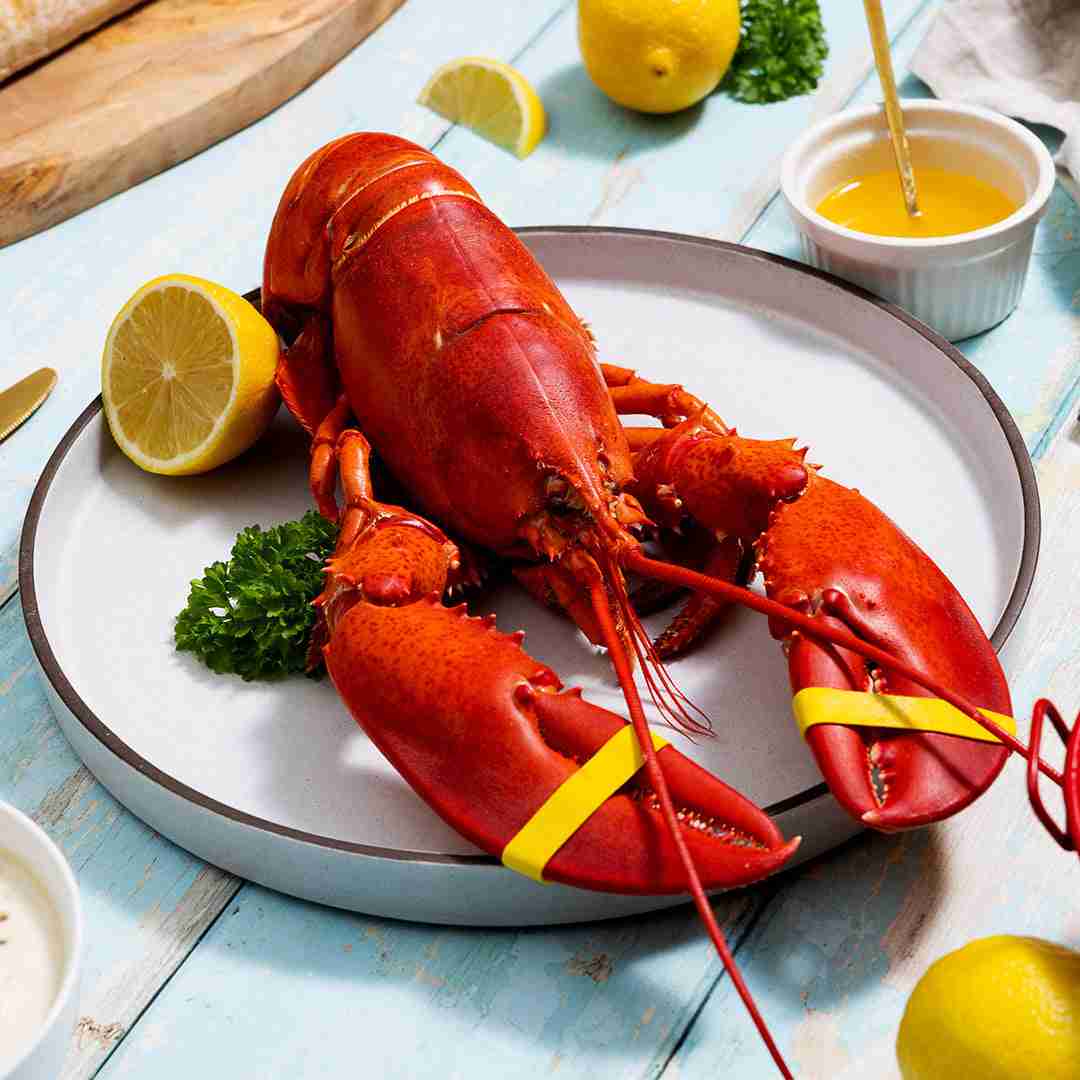 1.5 lb Live Maine Lobster