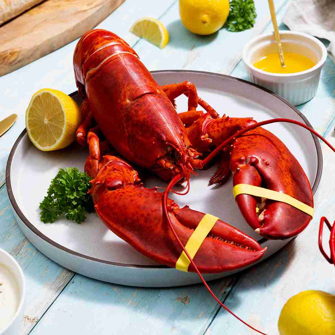 1.75 lb Live Maine Lobster