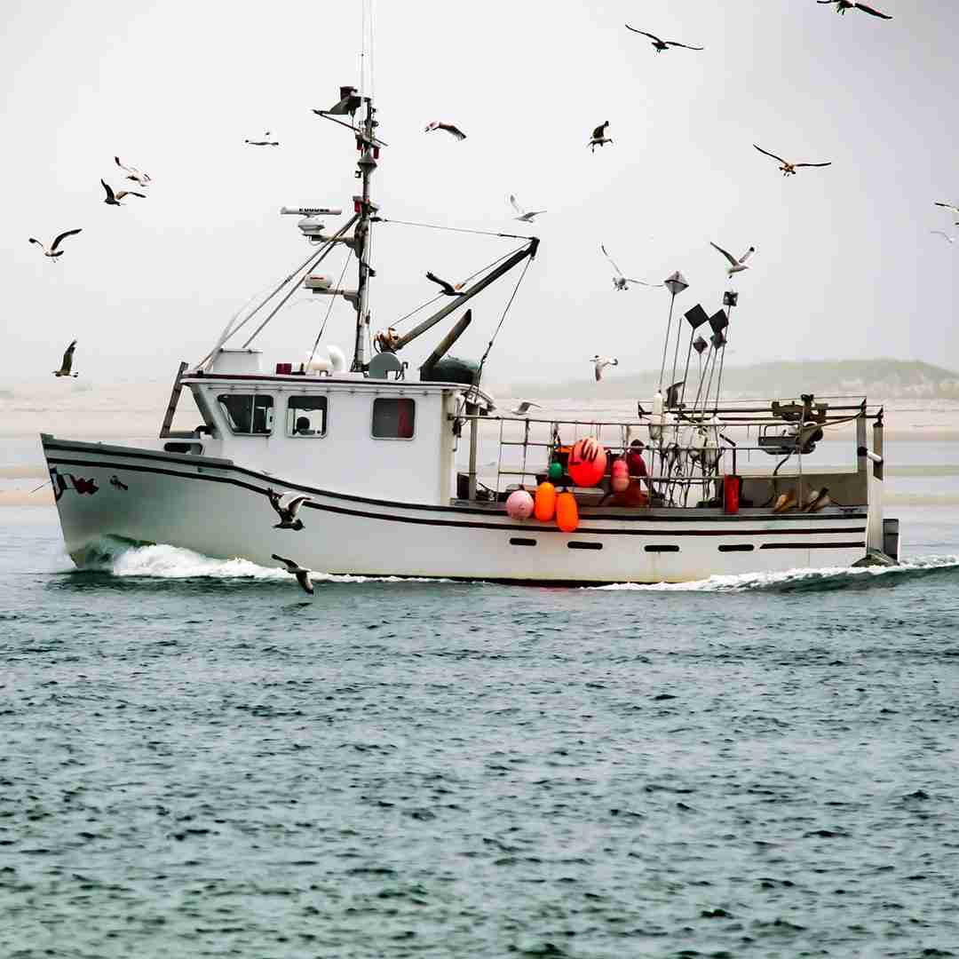 10 lb – 15 lb Live Canadian Lobster