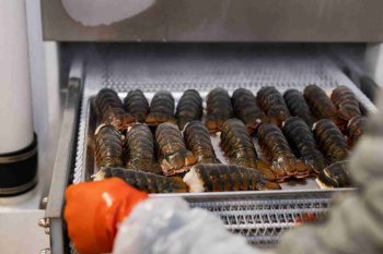 BRAND, CATEGORY, LOBSTER TAILS, MAINE LOBSTER NOW, 3-4 oz. Maine Lobster Tail Bulk Pack - 5 lbs