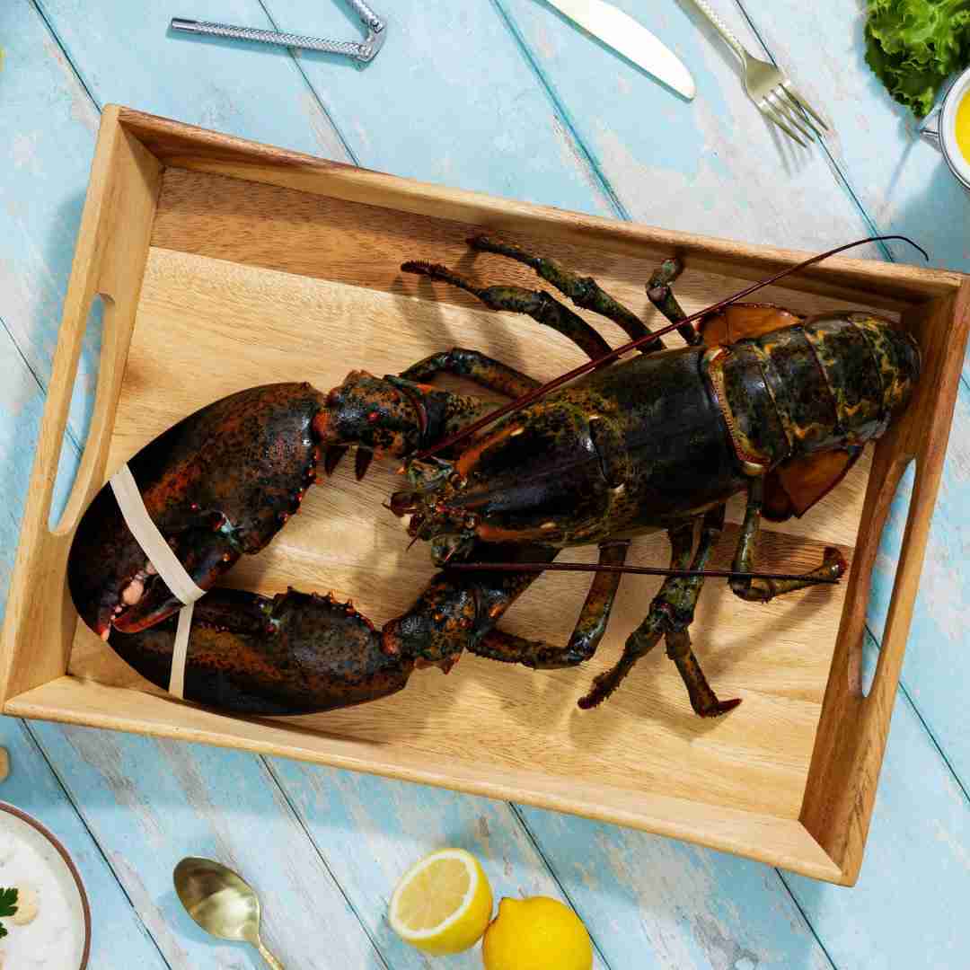 4 lb – 6 lb Live Canadian Lobster