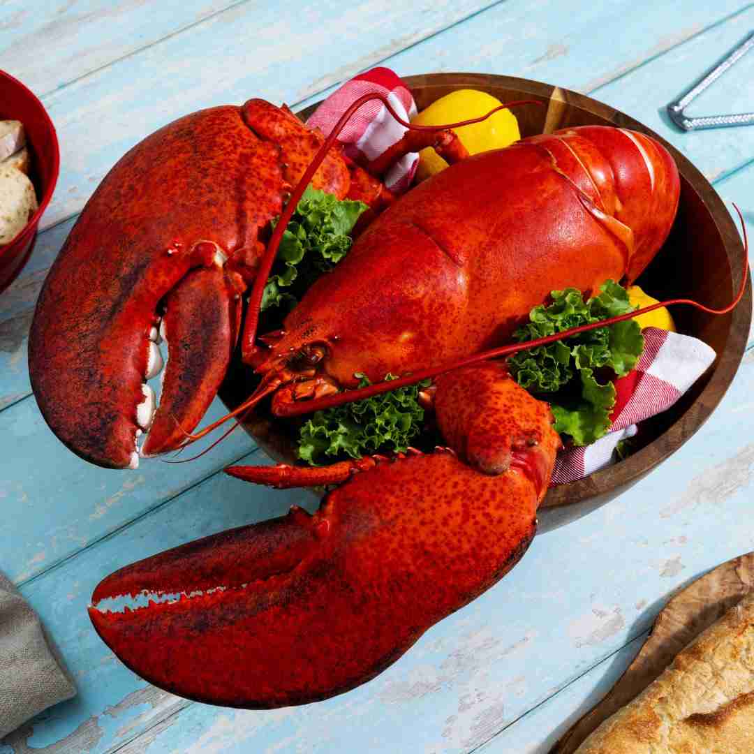 8 lb – 10 lb Live Canadian Lobster