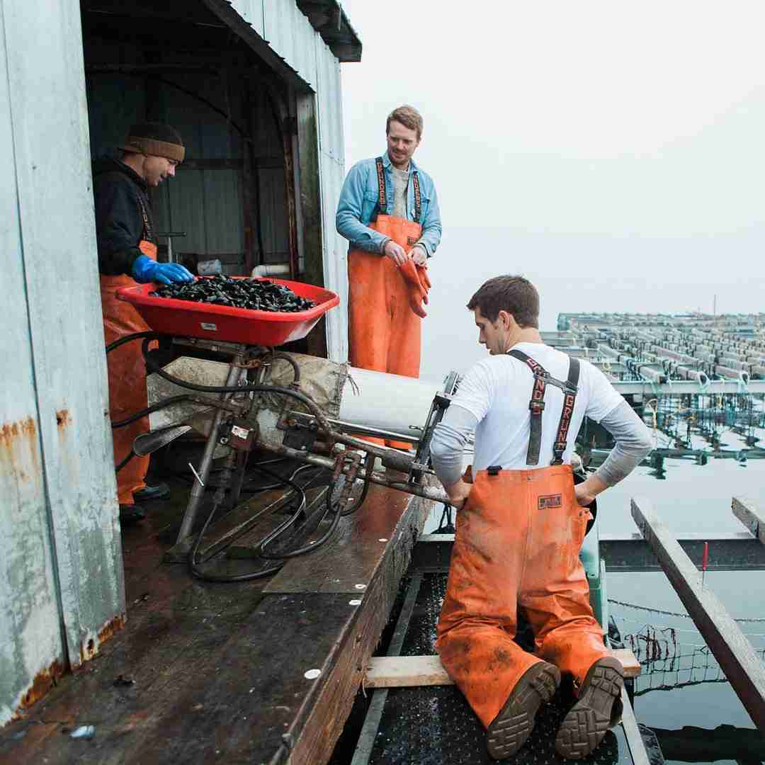 Bangs Island Maine Mussels – 2 lbs.