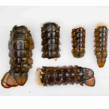 BRAND, CATEGORY, LOBSTER TAILS, MAINE LOBSTER NOW, Broken Tail inCullsin Bundle Pack - 3 lbs